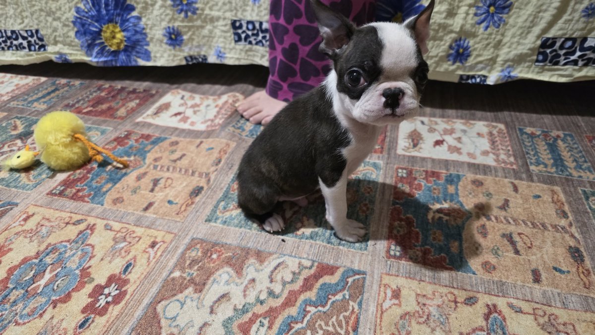 mavkoo's tweet image. Brat se seli u inostranstvo prinuđen je da pokloni štene,Mužjak rođen na sv Petku 2025.Pas je počeo da stiče higijenske navike,nije poslušan,nije kastriran i grize sve živo .

Uz njega daje i mene jer kada izdaje jednog člana porodice zašto ne bih izdao i mene?Molim lajnu za RT…