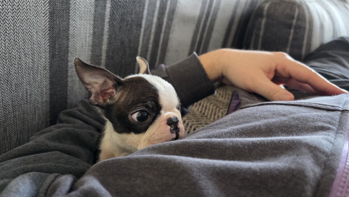 mavkoo's tweet image. Brat se seli u inostranstvo prinuđen je da pokloni štene,Mužjak rođen na sv Petku 2025.Pas je počeo da stiče higijenske navike,nije poslušan,nije kastriran i grize sve živo .

Uz njega daje i mene jer kada izdaje jednog člana porodice zašto ne bih izdao i mene?Molim lajnu za RT…