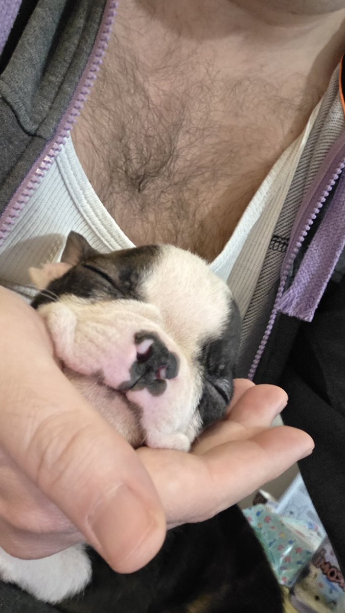 mavkoo's tweet image. Brat se seli u inostranstvo prinuđen je da pokloni štene,Mužjak rođen na sv Petku 2025.Pas je počeo da stiče higijenske navike,nije poslušan,nije kastriran i grize sve živo .

Uz njega daje i mene jer kada izdaje jednog člana porodice zašto ne bih izdao i mene?Molim lajnu za RT…