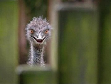 When they read for you a wrong case in court but its lighter than what you did