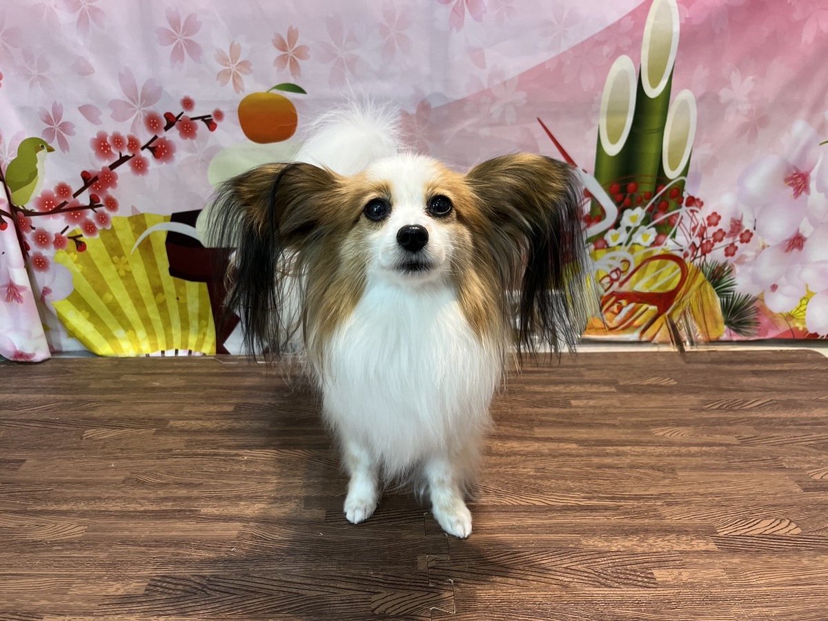 luc_papi922's tweet photo. シャンプー行って来たよ🫧

#パピヨン https://t.co/b9H2Kt3fiY
