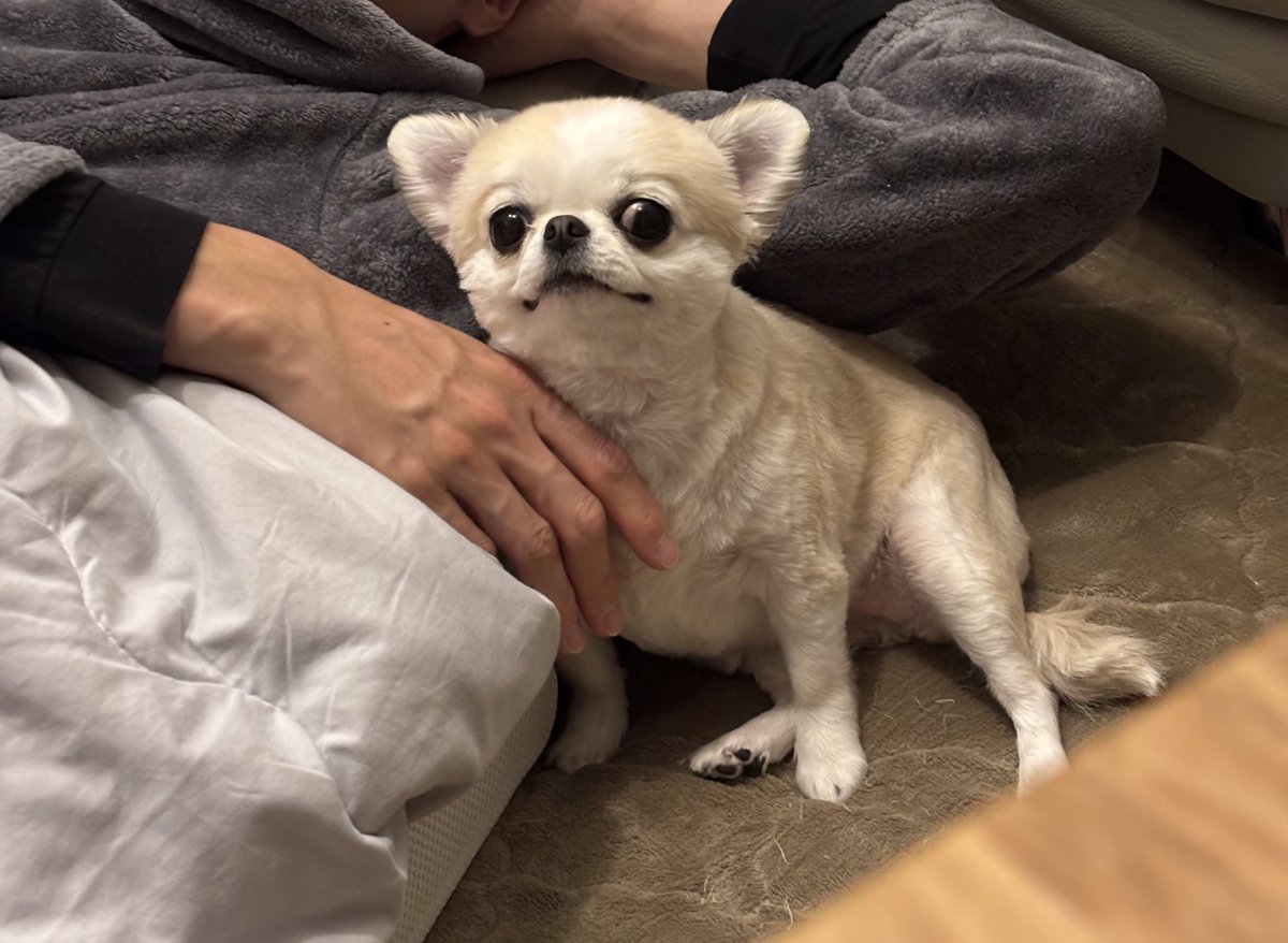 韓国の方、うちの犬のあだ名を考えてください。名前は｢うめ｣です。plumという意味です。可愛い名前で頼む。

한국 쪽, 우리 개의 별명을 생각해 주세요. 이름은 "우메"입니다. plum이라는 의미입니다. 귀여운 이름으로 부탁한다.