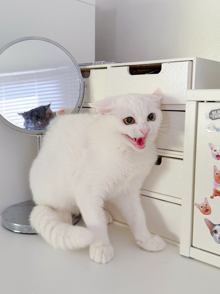 _DNVP2_'s tweet image. เมื่อป้ามัฟไปตัดขน.... ขู่อยู่คนเดียวในบ้านนี่แหละ!