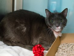 PeterAskin1's tweet image. This is Kutu feeling very blue
hoping for help from me and you!
There are vet issues aplenty for sure
but for this NYC ACC girl there is a cure!
Adopt this cat or pledge &amp;amp; the rap she'll beat!
Tag @AdamsPaulGrimke for this sweet cat! 🙏
nycacc.app/browse/93206 #nycacc