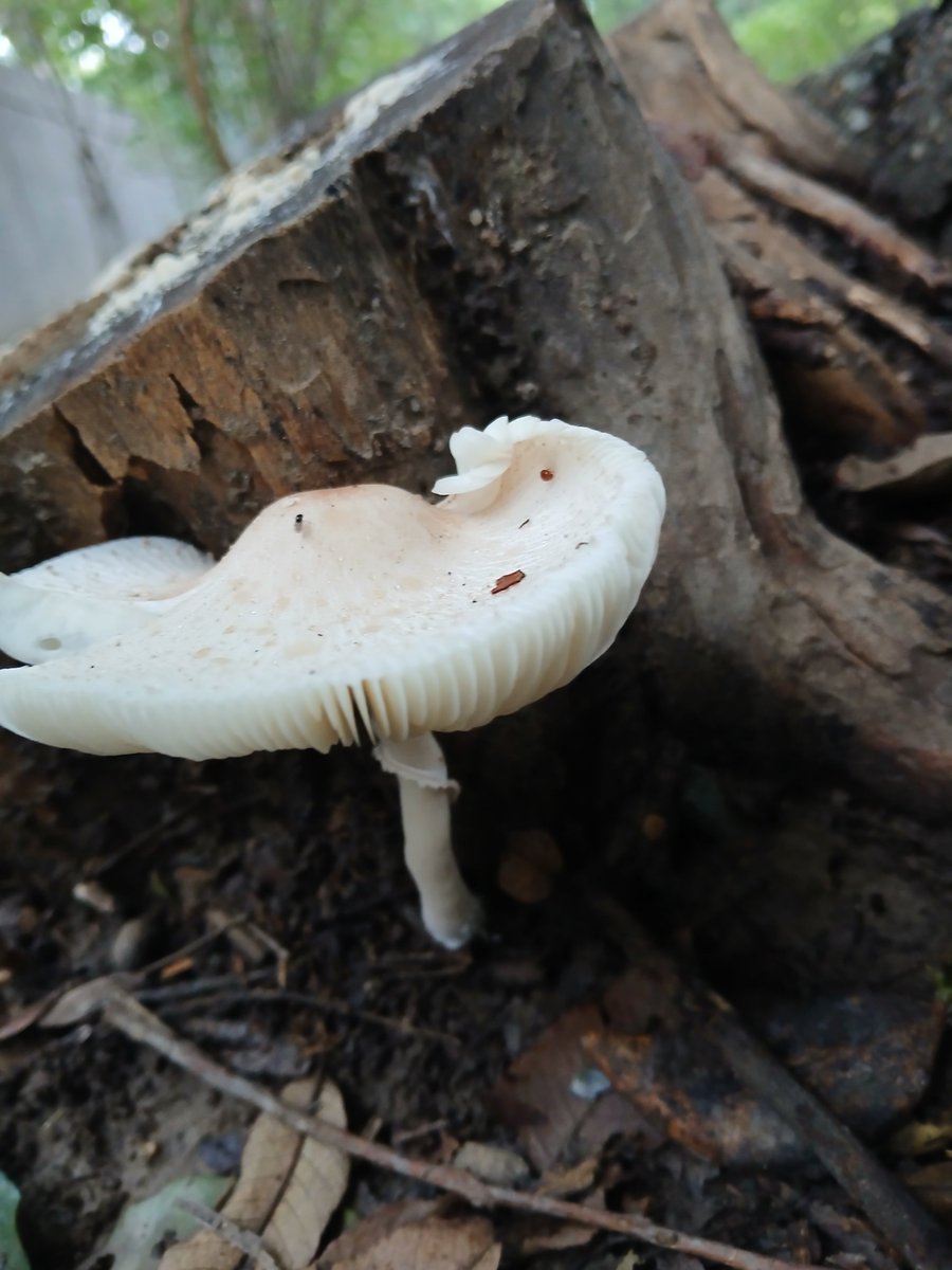 snapdragonuser tweet media