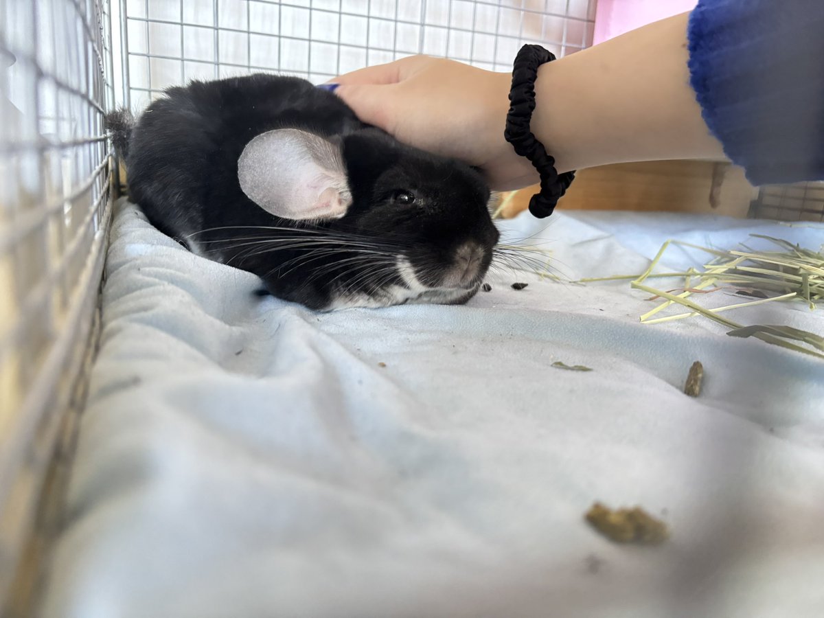 molmol_suz's tweet image. 今日は下にいるのね