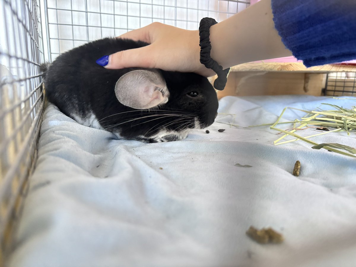 molmol_suz's tweet image. 今日は下にいるのね