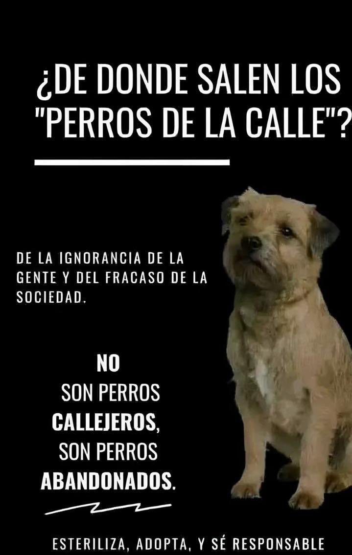 Así es! 🙂🙂🙂🙏los perritos 🐶 de las calles….la mayoría son perritos 🐶 abandonados! No abandones a tus perritos 🐶 nunca jamás! Adopta ,no compres ! Buenas noches amigos! Bendiciones para todos! 🥰🙏RT