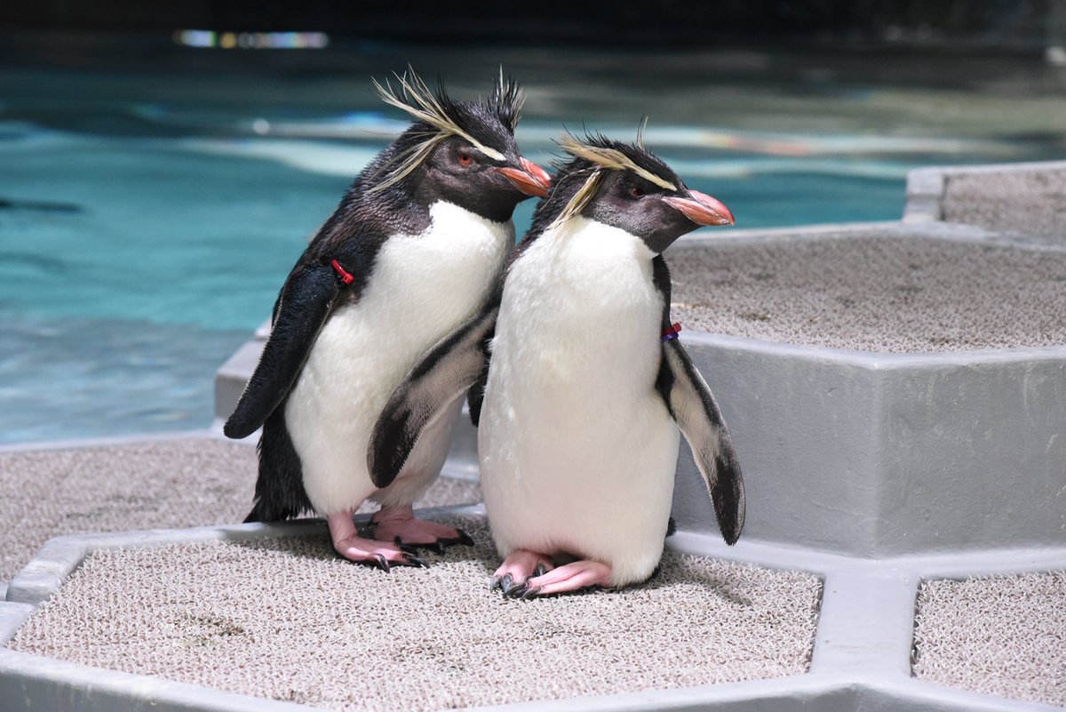 アルベロベロ　ブタさんアップルモチーフベストワンピース　【最終お値下げ】 2026年最新】アルベロベロ ワンピースの人気アイテム - メルカリ