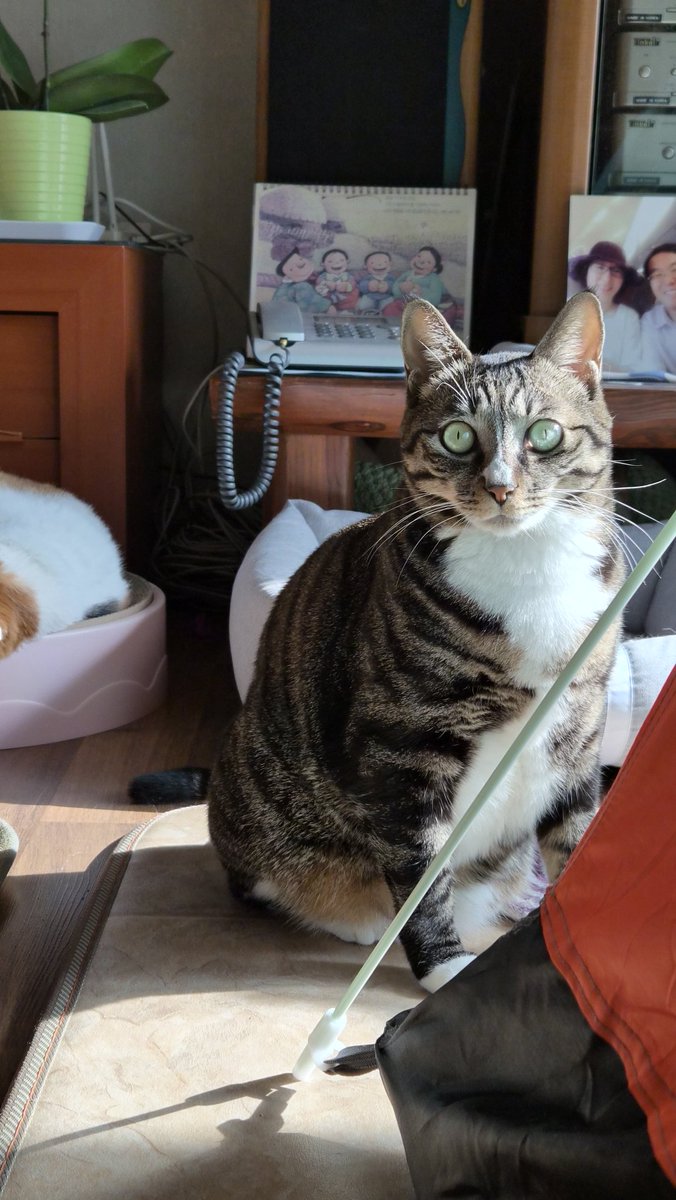 옹이 너무 이쁘고 귀야워ㅜㅜ
어래오래 언니랑 행복하게 살아줘