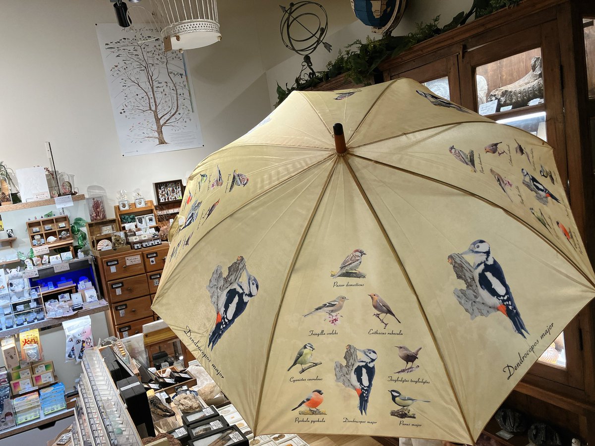博物画風の野鳥アイテムをご紹介✨ Bigサイズのショッピングバッグと傘