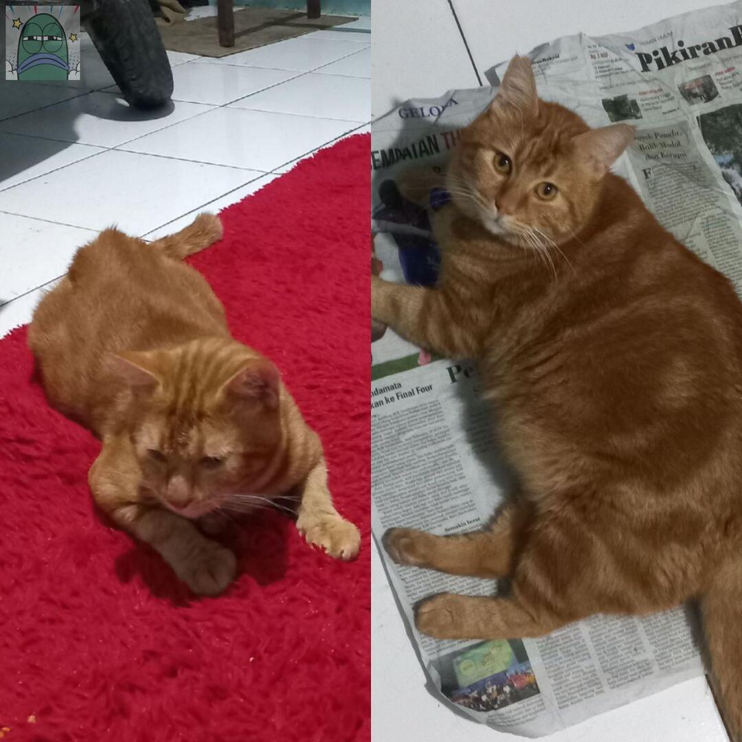 💚 kucing oyen ku abis di steril makin hari malah berubah jadi sapi😭