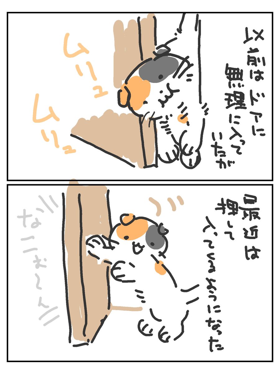 我が家の三毛猫さま 