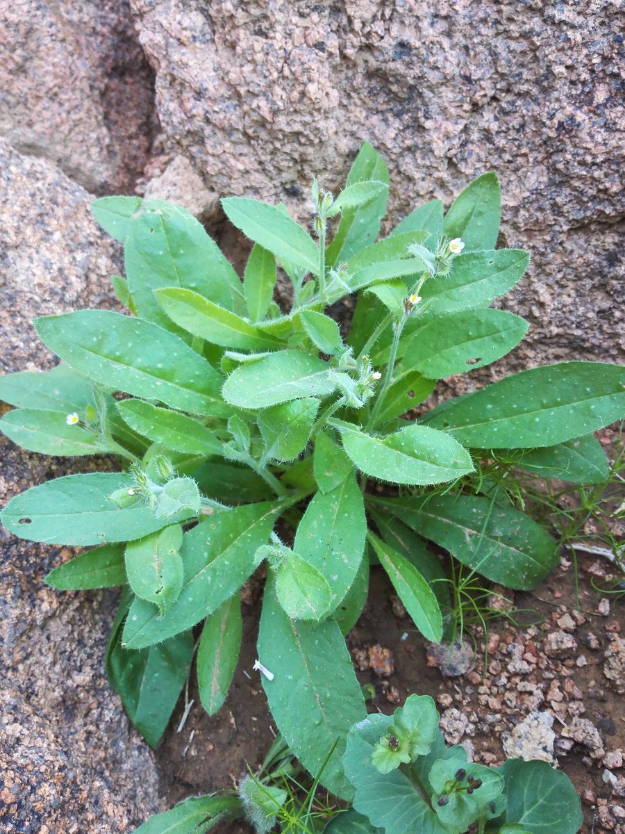 حلَّتْ عليكَ صلاةُ ربِّي كُلَّما
رُفِعَتْ أكفٌّ للإلهِ تَضَرُّعا
#اللهم_صل_وسلم_على_نبينا_محمد
ماتعاقب الليل والنهار
وعلى آله وصحبه أجمعين
وتابعيهم بإحسان إلى يوم الدين
وعنا معهم اشملنا برحمتك ياأرحم الراحمين
#السليمي
#جبال_السليمي
#المغيلة
#نباتات_برية
#الحمحم
Anchusa aegyptiaca