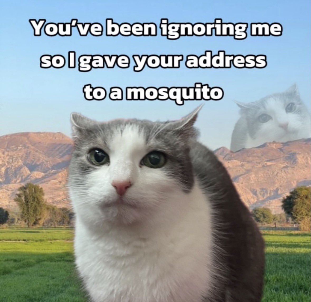 raccoonesthetic's tweet image. 