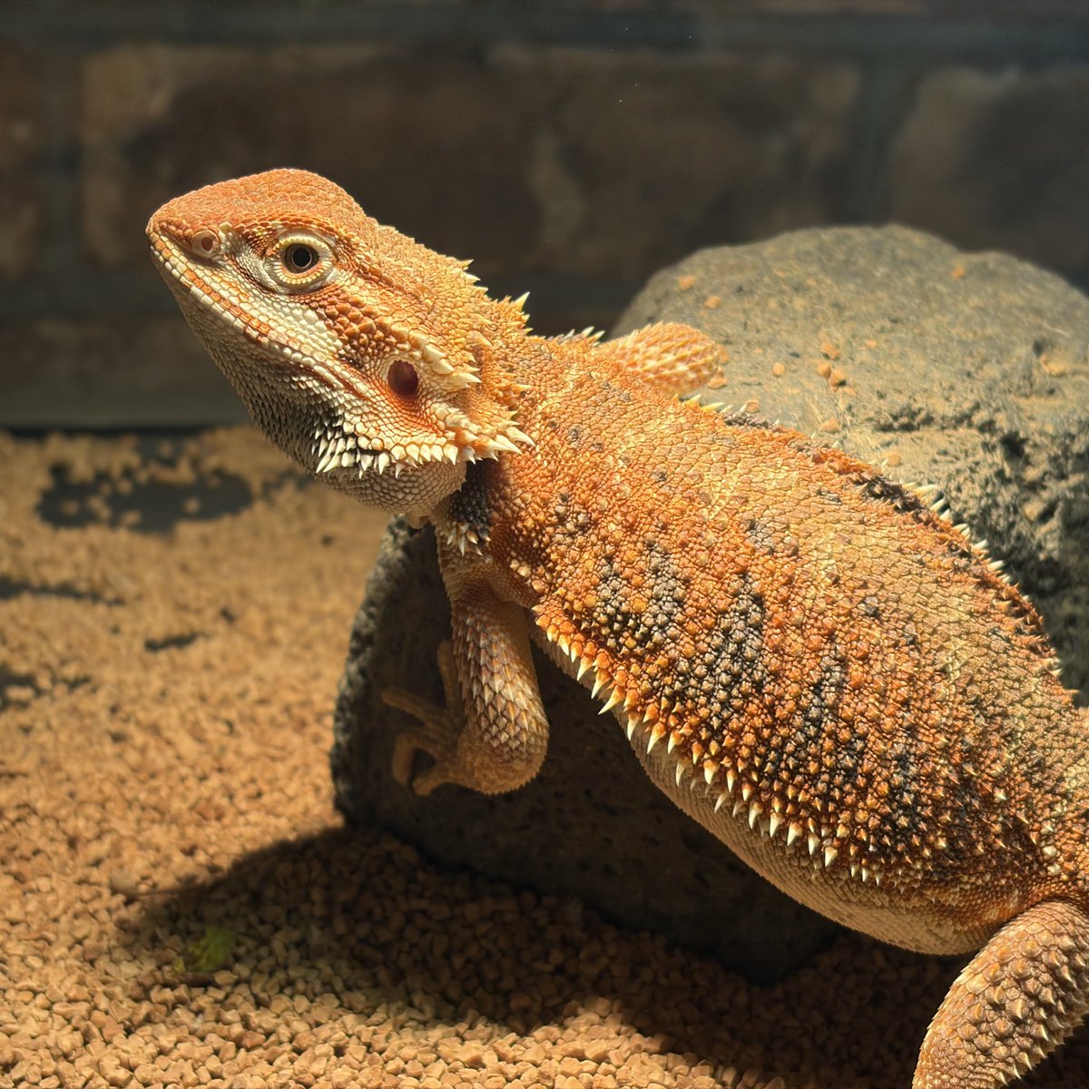 本日も13時〜20時で営業中✨

【本日の餌在庫状況】

活餌→在庫あり🙆‍♀️
冷凍餌→ファジー欠品中🙅‍♀️

朝は氷点下の極寒でしたね💦
ご来店お待ちしております😊
 #モルモット
 #ハムスター
 #アフリカウシガエル
 #フトアゴヒゲトカゲ