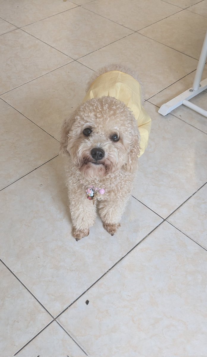 sorairoblog's tweet photo. 前回のホーチミン旅行写真整理🇻🇳📷️
出会ったわんこコレクション🐶

①②:タオディエン
└ hana &amp; jamlos 看板わんこ
③④:9月23日公園
└ 昼のヌシ &amp; 夜のヌシ https://t.co/GfUpxmxO5v