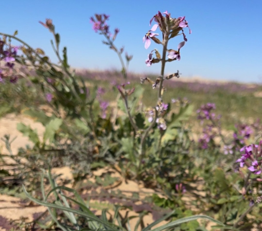 لا إله إلا الله أصبحنا وأصبح الملك لله والحمد لله والصلاة والسلام على رسول الله صل الله عليه وسلم