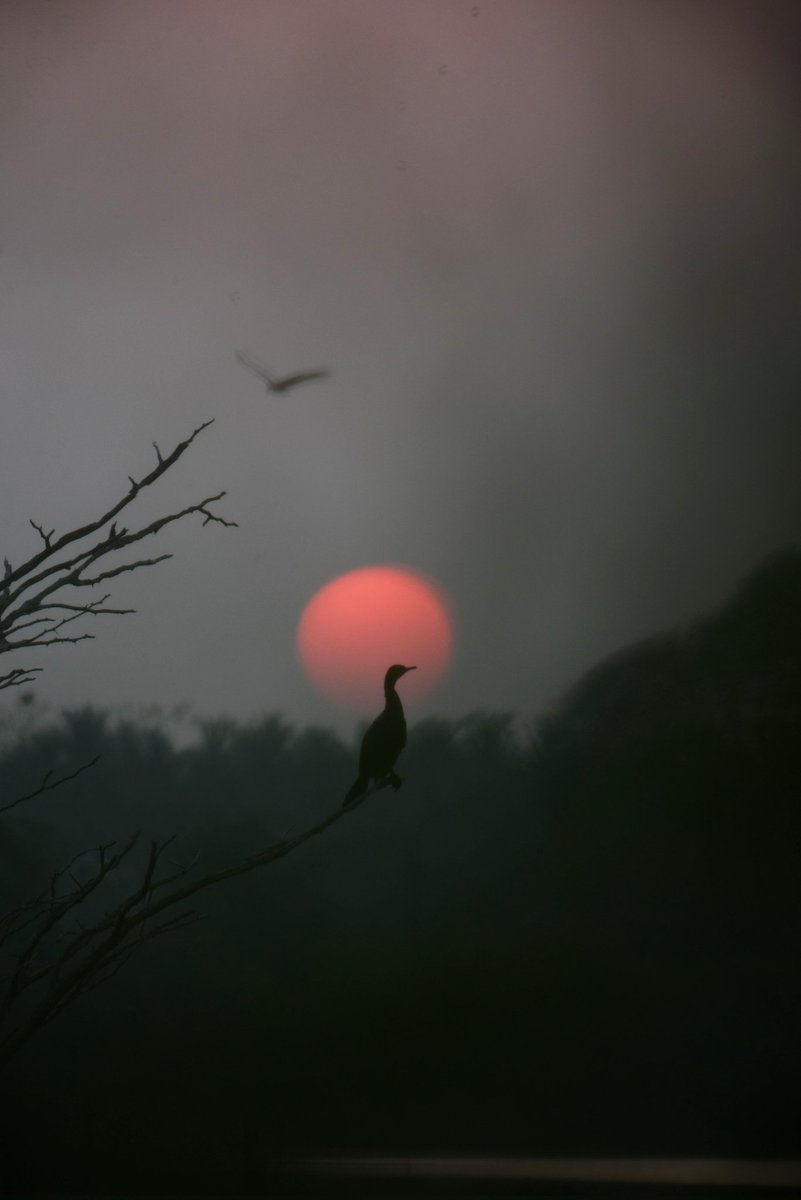 the avinasha tweet media