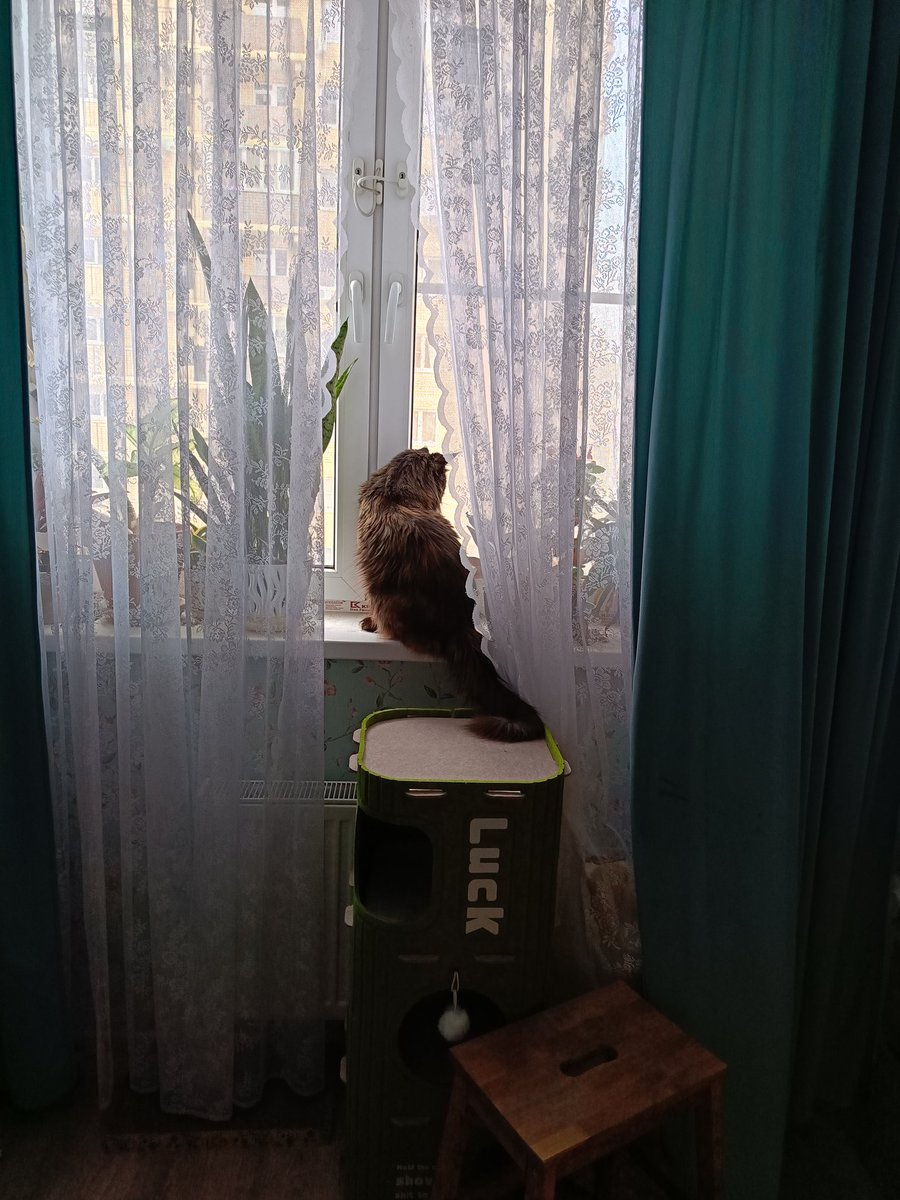 LynxLRys's tweet photo. Кошочку Миечку всем для поддержания кукухи! https://t.co/CbJoN6kfj3