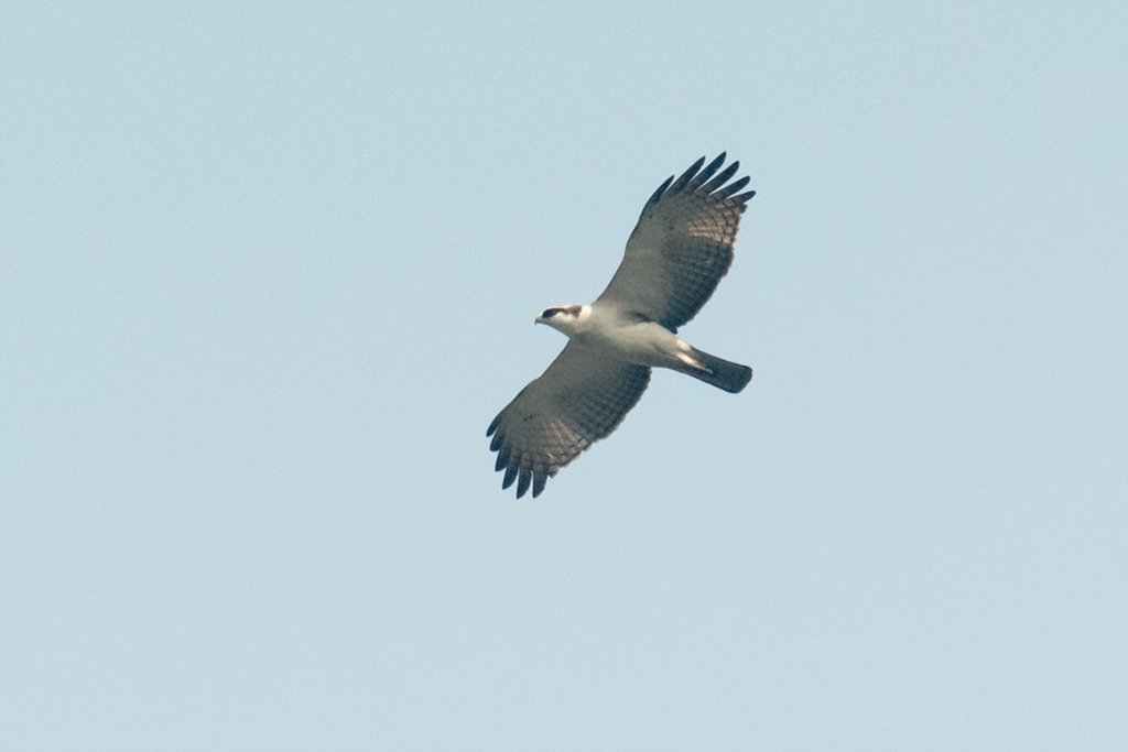 Mikkong1's tweet photo. Rufous-bellied Eagle (Lophotriorchis kienerii) in #Tura #WestGaroHills #Meghalaya #India
#APPicoftheWeek #AStoryInEveryLens #BirdsofX #BirdsSeenIn2026 #createyourlight #EarthCapture #FlyDay #fsprintmonday #IndiAves #NikonCreators #NikonFamily #ThePhotoHour #私とニコンで見た世界 https://t.co/awQ5u3FoCr