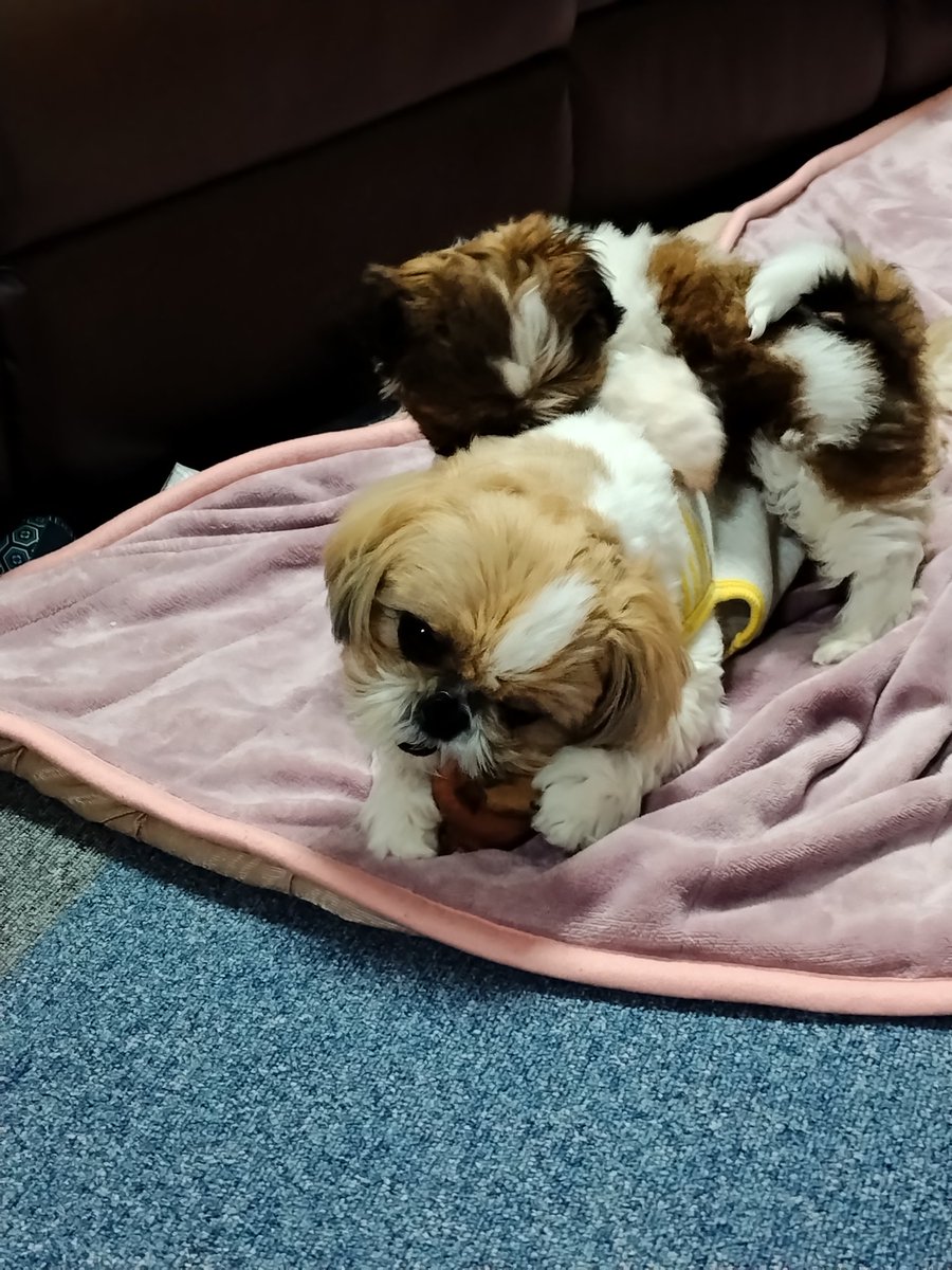 よしひこ👼👊 tweet media