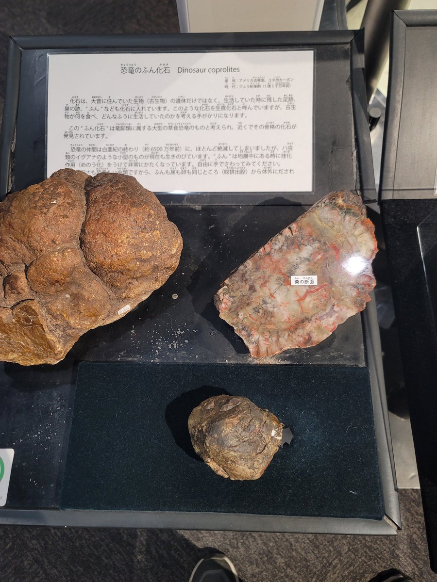 恐竜の糞の化石と日本最大の自然金の塊。