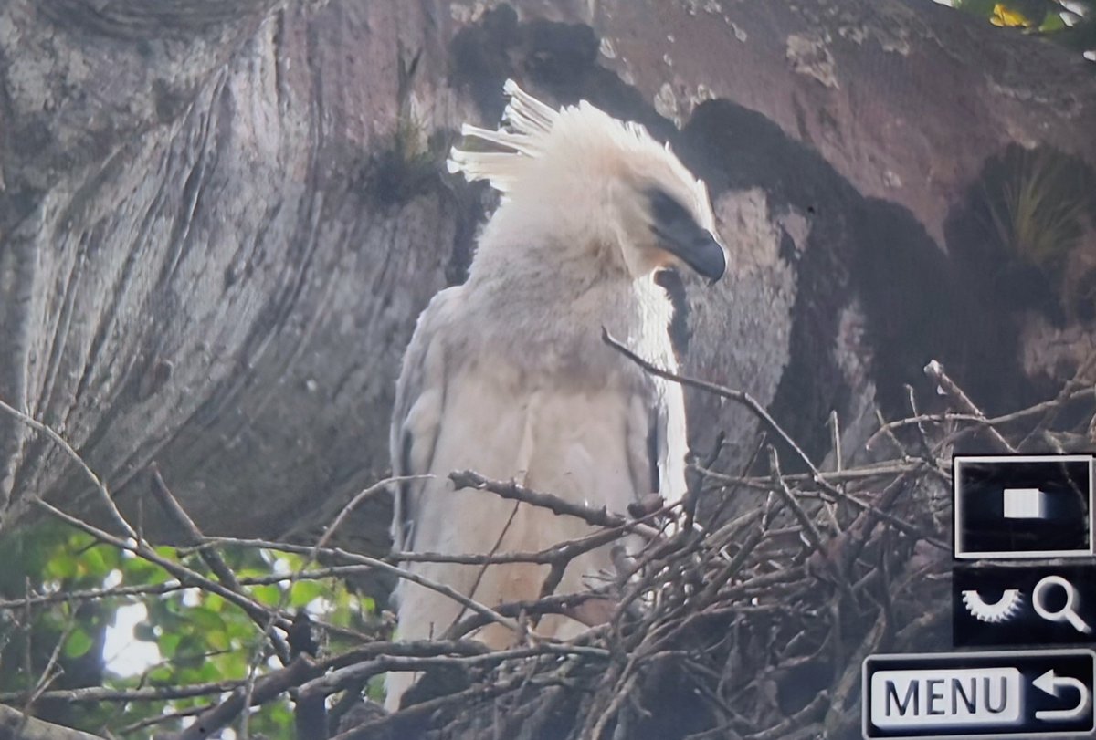 Paul Chapman tweet media