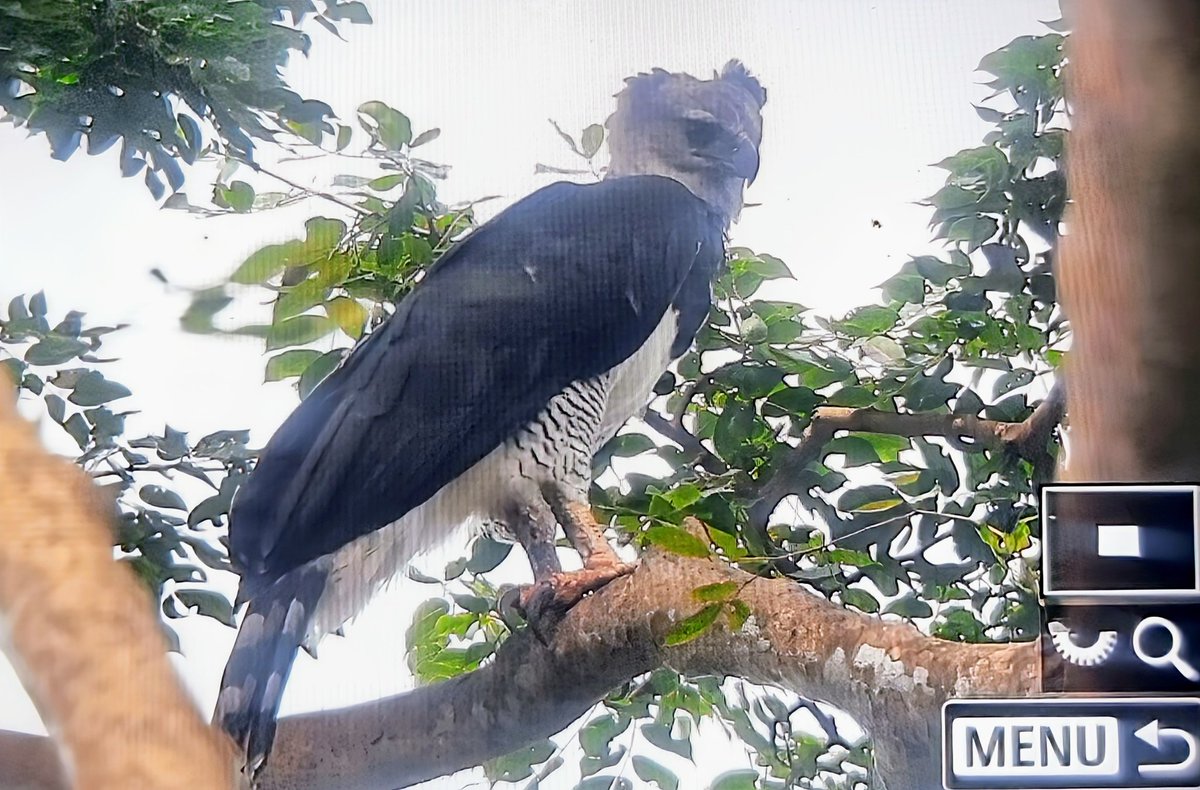 Paul Chapman tweet media