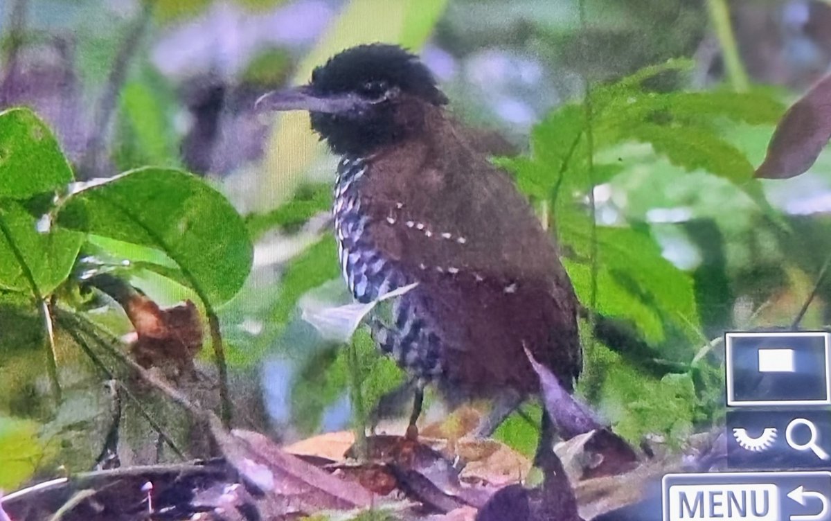 Paul Chapman tweet media