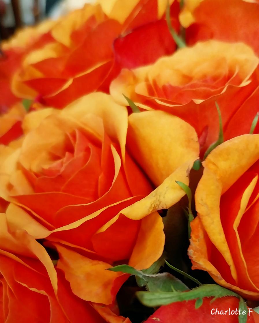 Godmorgen 😊
#FlowersOnFriday