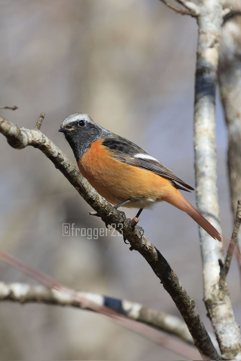 ジョウビタキ。借りた800mmf11が良すぎて欲しくなる。買っちゃおうかな。