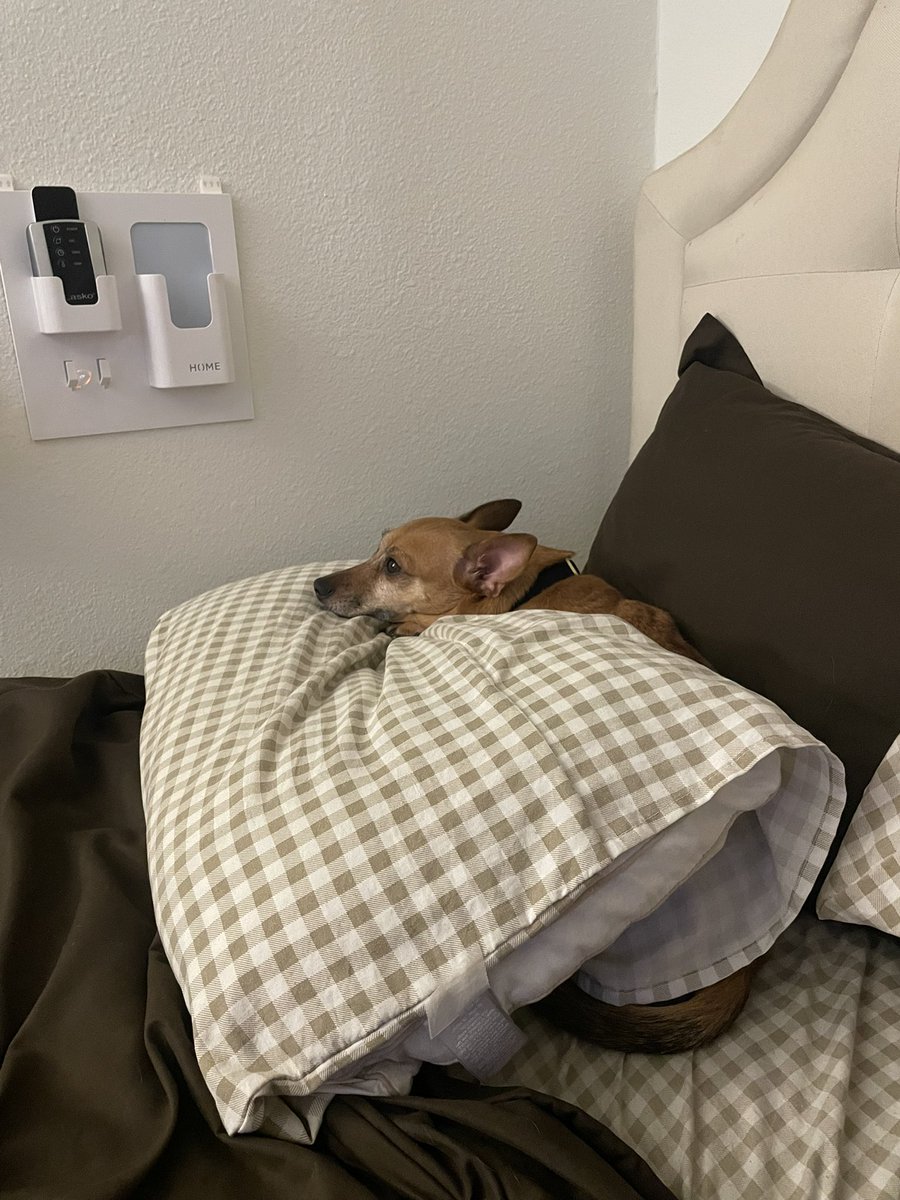 ˚₊‧꒰ა megs ໒꒱ ‧₊˚ ♡ tweet media