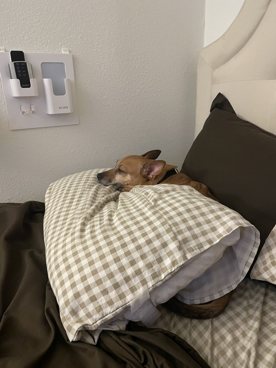 ˚₊‧꒰ა megs ໒꒱ ‧₊˚ ♡ tweet media