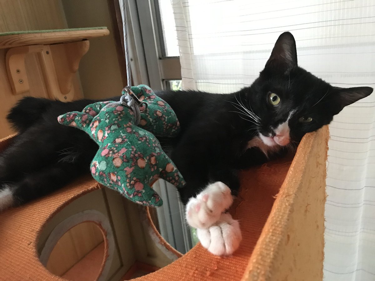 Feliz375's tweet photo. キャットタワーの天辺がお気に入り
#はちわれ #猫のいる暮らし https://t.co/BbFawEwc6V