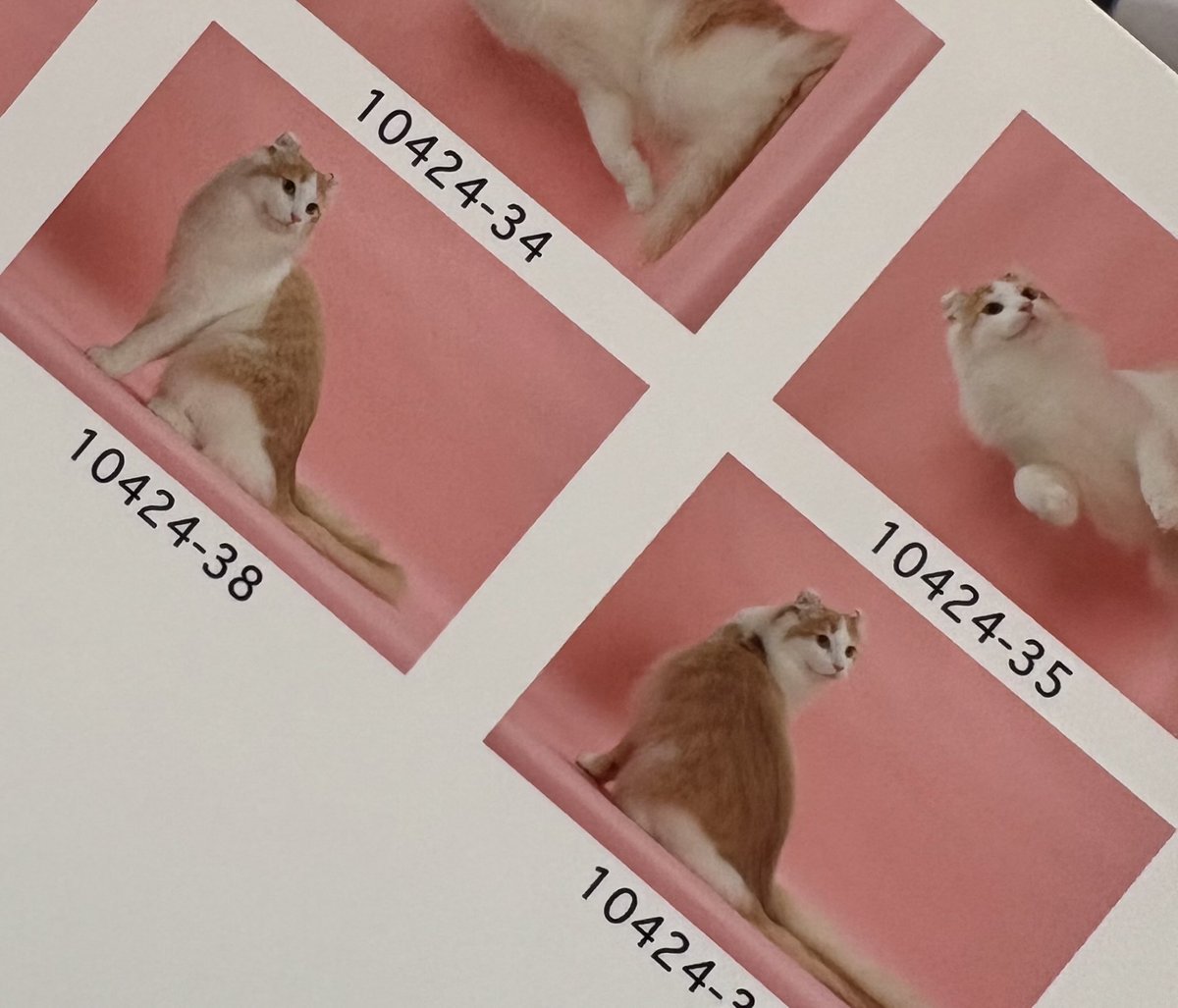 今年18歳になる我が家のにゃんこがついに虹の橋を渡ってしまいました