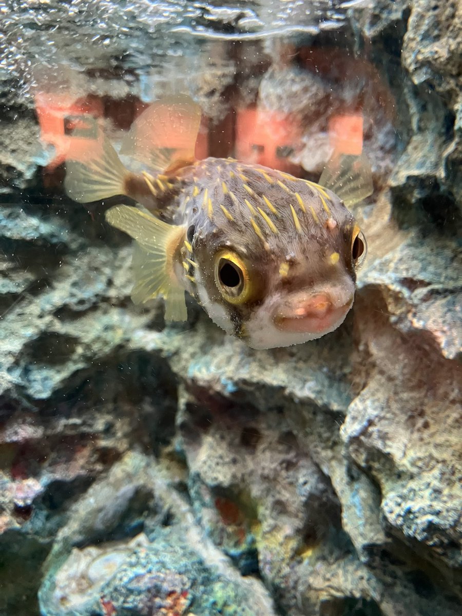 しながわ水族館にすごく可愛い子いた😊💕
ずっと近くでこっちの方を向いてて写真たくさん撮らせてくれた✨