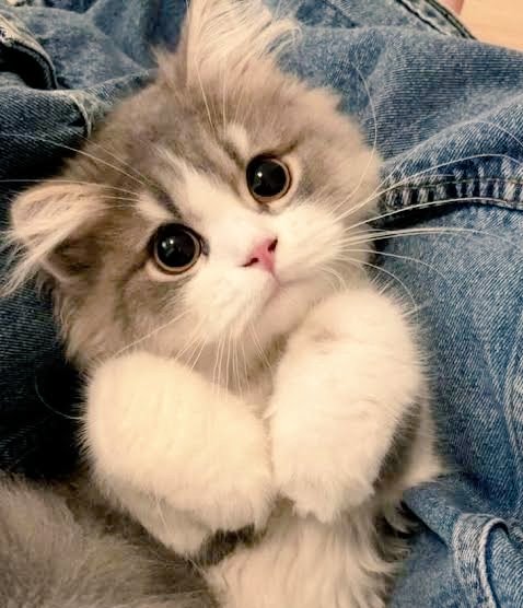 cuteonlyvibes's tweet image. say hi to Lili or have a ruined 2026