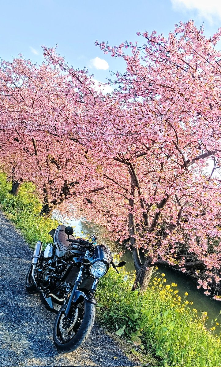 SEREN_GD's tweet image. #春が恋しいのでお花と愛車の画像を無言で貼ってね見た人もやってねお願い