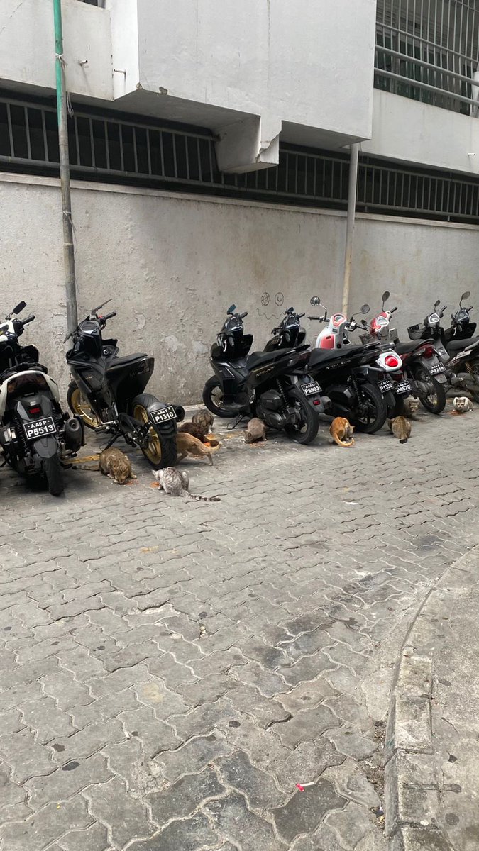 adamazim's tweet photo. Magumathee ga ulhemun dhaa bulhaathakun rahyyithunnah ethah udhaguleh vamun dhaathee @MaleCitymv council in vanee hurihaa bulhaathakah leveyne thaneh hadhaafa. Ethan vanee mi sarukaarun gadhakamun athulaafa. Rahyyithunah udhagookuran vegen bulhaathah magumahchah dhookohlaafa vanee. E bulhaa facility vanee mihaaru mi sarukaarun viyafaari usoolun hingan dhookohffa kamah mauloomaathu libenee. Mee Rahyithunnah dheveyvey varah bodu aniyaayeh. @MAAWmv ah govaalan bulhaathah magumathin nagaa Rahyyithun bulhaluge najihun salaamaiy kohdheyn. Nuvanyaamu facility alhugadu mennaa havaalu kurehvun edhen. Aharu dhuvas vee iru nuvun mee varah boduvaru.