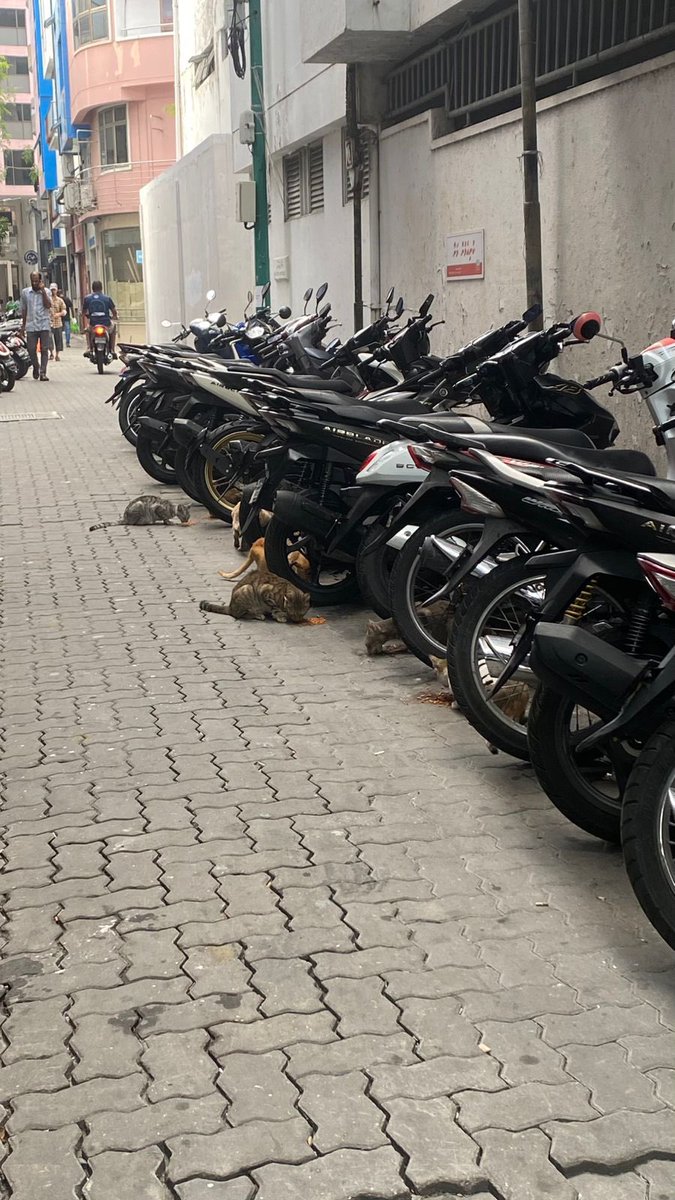 adamazim's tweet photo. Magumathee ga ulhemun dhaa bulhaathakun rahyyithunnah ethah udhaguleh vamun dhaathee @MaleCitymv council in vanee hurihaa bulhaathakah leveyne thaneh hadhaafa. Ethan vanee mi sarukaarun gadhakamun athulaafa. Rahyyithunah udhagookuran vegen bulhaathah magumahchah dhookohlaafa vanee. E bulhaa facility vanee mihaaru mi sarukaarun viyafaari usoolun hingan dhookohffa kamah mauloomaathu libenee. Mee Rahyithunnah dheveyvey varah bodu aniyaayeh. @MAAWmv ah govaalan bulhaathah magumathin nagaa Rahyyithun bulhaluge najihun salaamaiy kohdheyn. Nuvanyaamu facility alhugadu mennaa havaalu kurehvun edhen. Aharu dhuvas vee iru nuvun mee varah boduvaru.