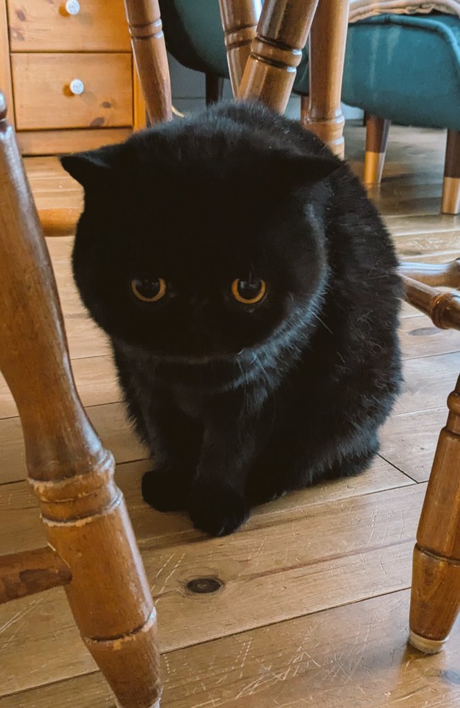 ぬくいニャよ
オイラのモフ毛
おれオレオ😽💖

#黒猫 #猫のいる暮らし #エキゾチックショートヘア #cat