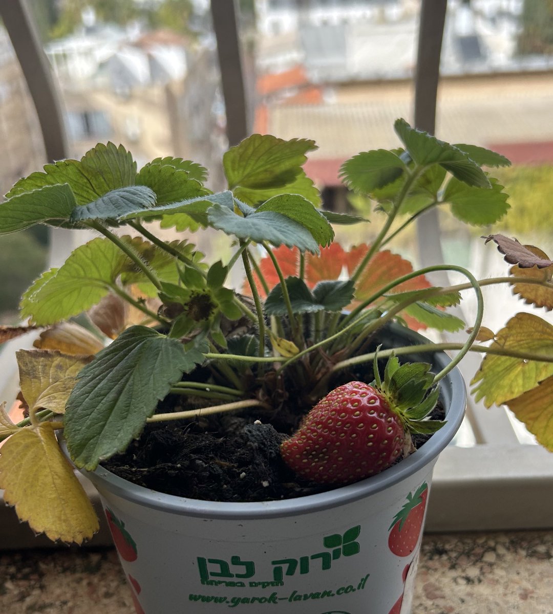 daniel__db's tweet image. גדל לי תות בגינה אמן שכולכם תאכלו זין ענק