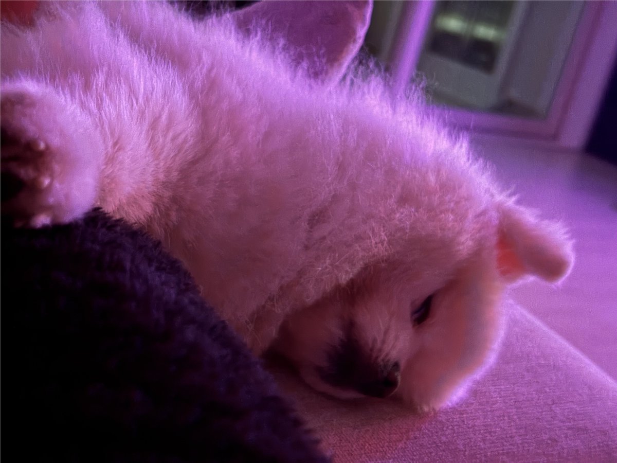 うっすら目を開けている.
졸린멍뭉이