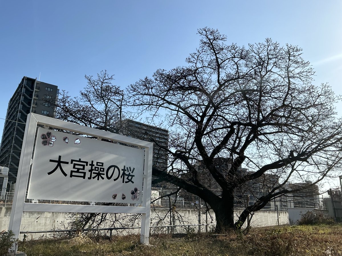 Post by そら on X: 桜が咲いたの！？