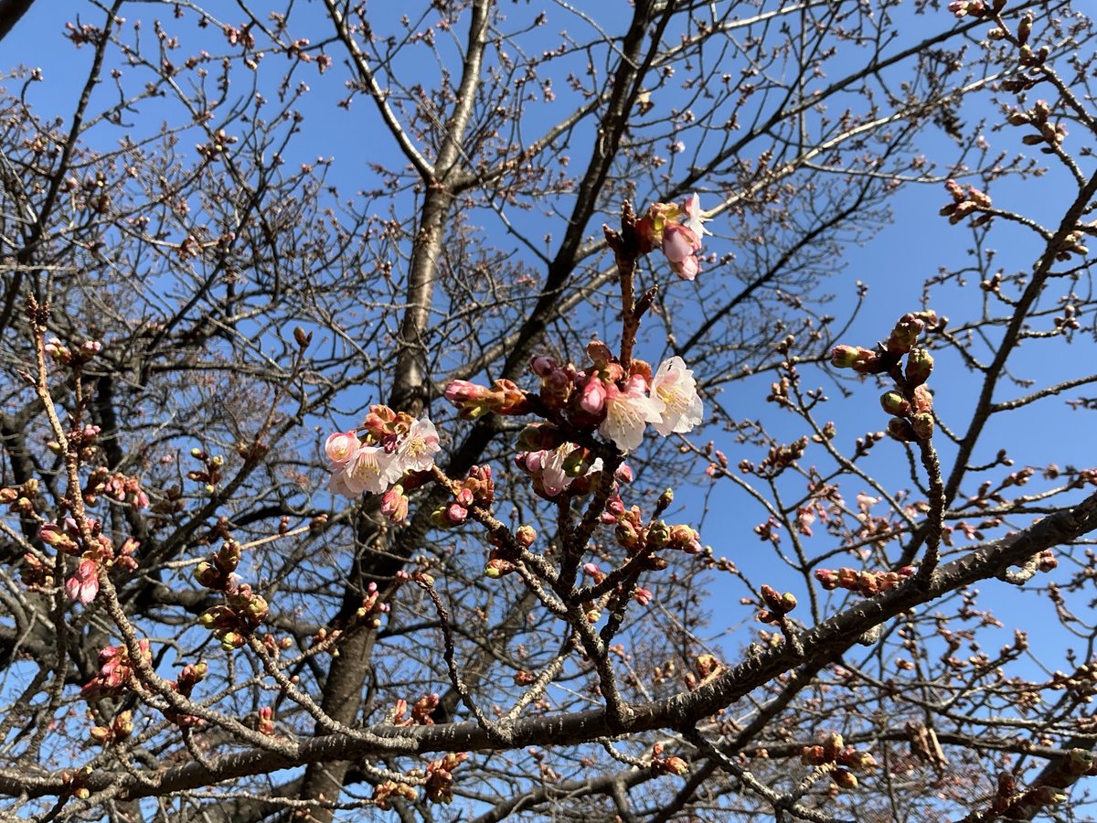 Post by そら on X: 桜が咲いたの！？