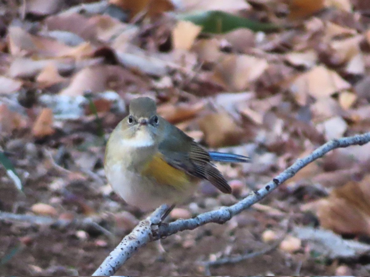 今季はなかなか会うチャンスがなかったルリビタキ🐦️
やーっと！
…キミ、まんまるだねぇ😆
#ルリビタキ #野鳥 #コンデジ撮影