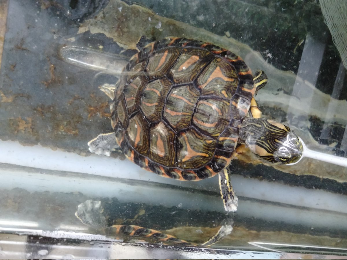 上目遣い　ボンゾ犬　ボンゾー　bonzo BONZO (@bonzo_n) / Posts / X