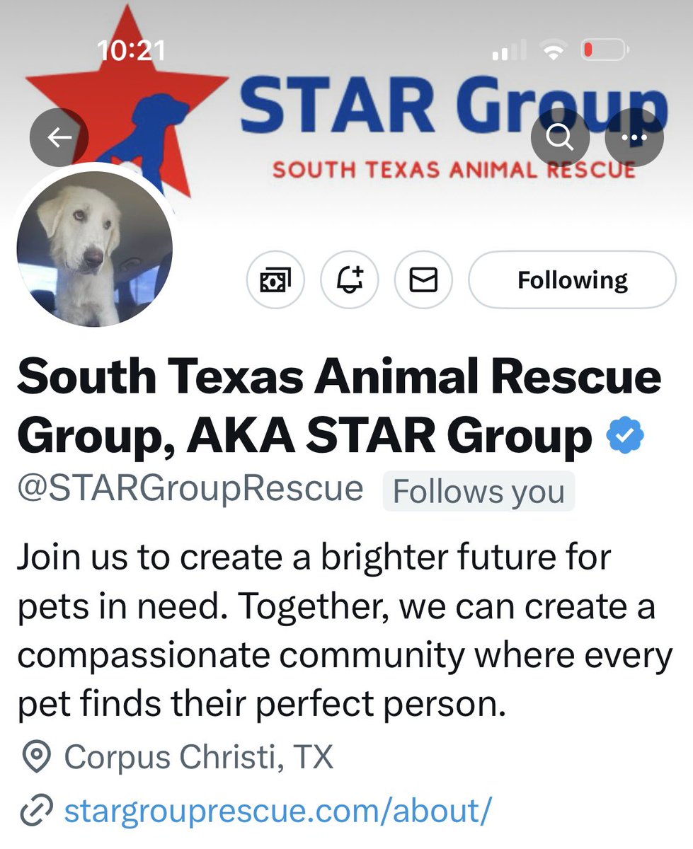 RoCoGB's tweet image. 🆘Please call or text 214 677 6445. 
The pups situation is CRITICAL!
Info in main post below..