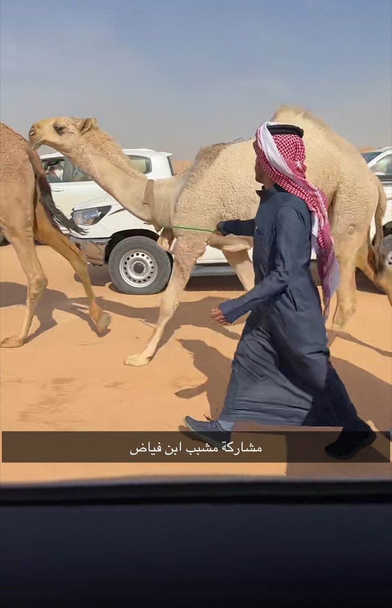 ناقد الخليج للإبل . tweet media